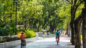 A board avenue of trees creates appealing scenery which encourages healthy lifestyles like walking or riding a bicycle.